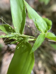 Dichanthelium latifolium