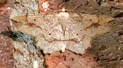 Euchlaena pectinaria