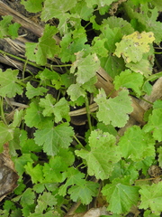 Modiolastrum malvifolium