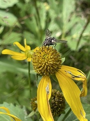 Paradejeania rutilioides