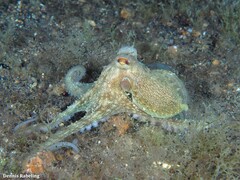 Octopus vulgaris