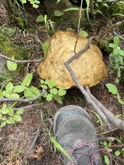 Boletus edulis