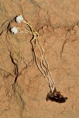 Cordyceps tenuipes