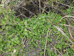 Modiolastrum malvifolium