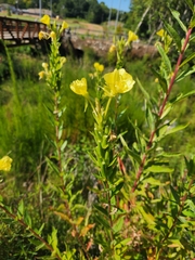 Oenothera