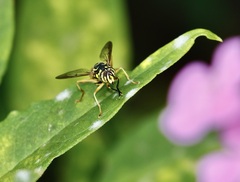 Spilomyia longicornis