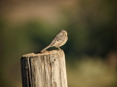 Oreoscoptes montanus