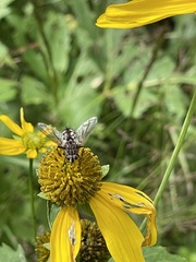 Paradejeania rutilioides