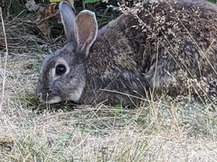 Leporidae
