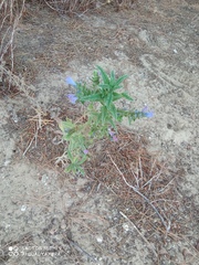 Echium gaditanum