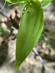 Dichanthelium latifolium