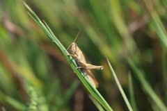 Schistocerca lineata