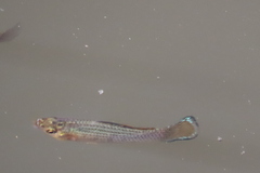 Poecilia latipinna