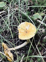 Russula claroflava