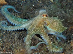 Octopus vulgaris