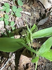 Dichanthelium latifolium