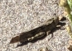 Dissosteira carolina