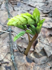 Corydalis