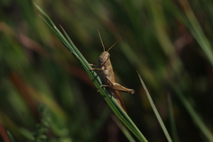 Schistocerca lineata