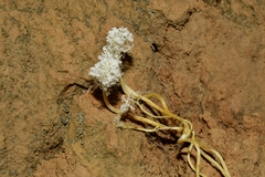 Cordyceps tenuipes