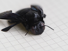 Xylocopa latipes