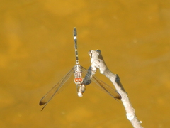 Dythemis velox