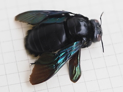 Xylocopa latipes
