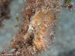 Hippocampus hippocampus