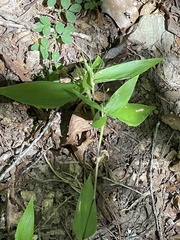 Dichanthelium latifolium