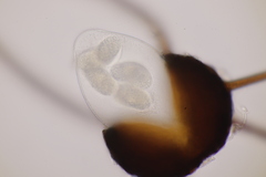 Podosphaera myrtillina