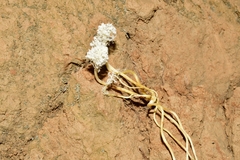 Cordyceps tenuipes