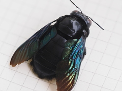 Xylocopa latipes