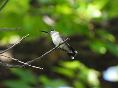 Archilochus colubris