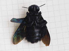 Xylocopa latipes