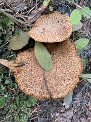 Suillus lakei
