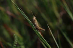 Schistocerca lineata