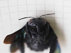 Xylocopa latipes