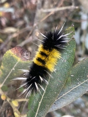 Lophocampa maculata