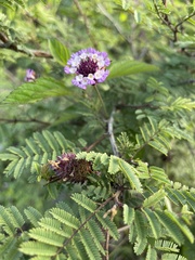 Lantana achyranthifolia
