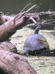 Deirochelyinae