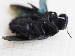 Xylocopa latipes