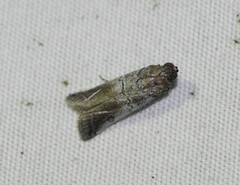 Chararica hystriculella
