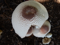 Leucoagaricus americanus