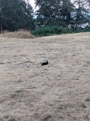 Oryctolagus cuniculus domesticus