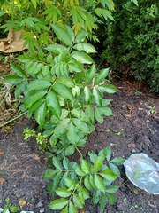 Sambucus canadensis