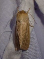 Mythimna