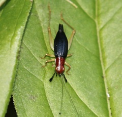Phyllopalpus pulchellus