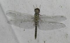 Pantala hymenaea