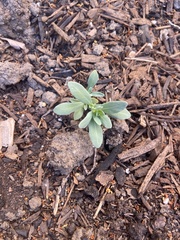Heliotropium