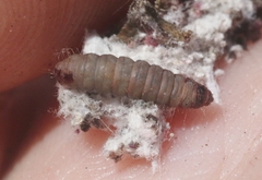 Laetilia dilatifasciella